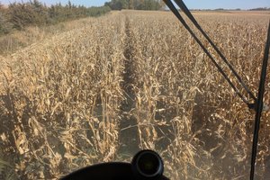 Combining corn in 2025
