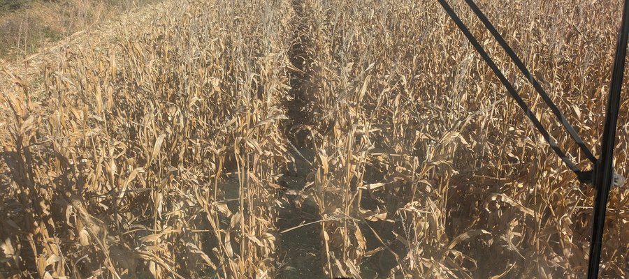 Combining corn in 2025